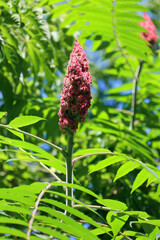 Flower of Rhus typhina, the staghorn sumac, is a species of flowering plant in the family Anacardiaceae, native to eastern North America.