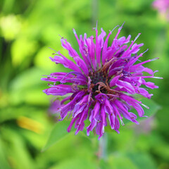 Booming Purple Lavender Horsemint Flower Bee Balm Oswego Tea Bergamot Monarda Plant