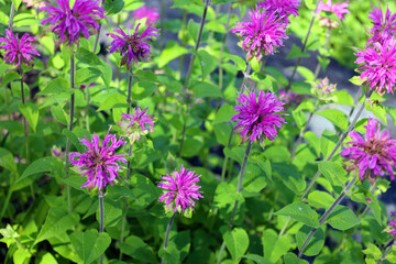 Booming Purple Lavender Horsemint Flower Bee Balm Oswego Tea Bergamot Monarda Plant