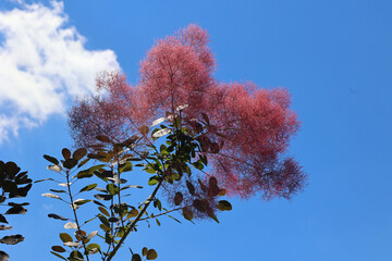 Cotinus coggygria,  Rhus cotinus, the European smoketree, Eurasian smoketree, smoke tree, smoke bush, or dyer's sumach is a species of flowering plant in the family Anacardiaceae,