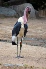 The Marabou Stork, Leptoptilos crumeniferus, is a large wading bird in the stork family Ciconiidae....