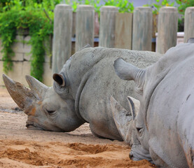 Fototapeta premium The white rhinoceros or square-lipped rhinoceros is the largest extant species of rhinoceros. It has a wide mouth used for grazing and is the most social of all rhino 