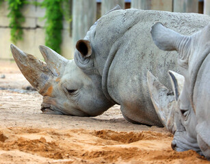 Fototapeta premium The white rhinoceros or square-lipped rhinoceros is the largest extant species of rhinoceros. It has a wide mouth used for grazing and is the most social of all rhino 