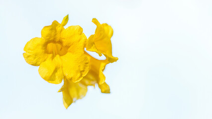 Fototapeta premium Close-up Yellow Trumpet, Yellow elder flower and isolated background, Macro photo.