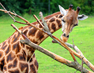 The giraffe (Giraffa camelopardalis) is an African even-toed ungulate mammal, the tallest of all extant land-living animal species, and the largest ruminant.