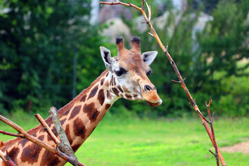 The giraffe (Giraffa camelopardalis) is an African even-toed ungulate mammal, the tallest of all extant land-living animal species, and the largest ruminant. © Daniel Meunier