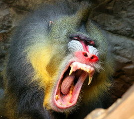 The mandrill (Mandrillus sphinx) is a primate of the Old World monkey (Cercopithecidae) family.
