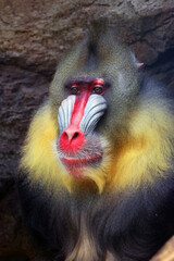The mandrill (Mandrillus sphinx) is a primate of the Old World monkey (Cercopithecidae) family.