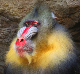 The mandrill (Mandrillus sphinx) is a primate of the Old World monkey (Cercopithecidae) family.