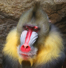 The mandrill (Mandrillus sphinx) is a primate of the Old World monkey (Cercopithecidae) family.