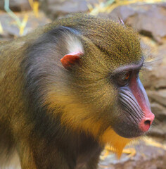 The mandrill (Mandrillus sphinx) is a primate of the Old World monkey (Cercopithecidae) family.