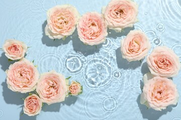 Beautiful rose flowers in water on light blue background, top view