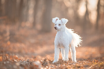 Obraz premium White Fluffy Dog in Woods