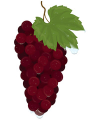 Bunch of red grapes with raindrops illustration