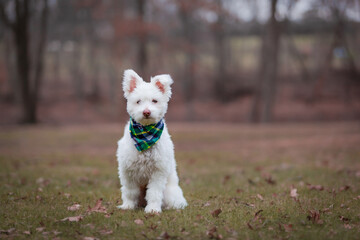 White Fluffy Dog in Grass