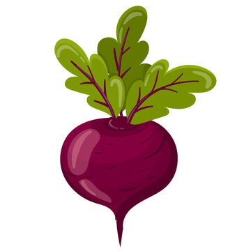 Ripe red beets with green leaves in flat vector style. Red beet isolated on white background.