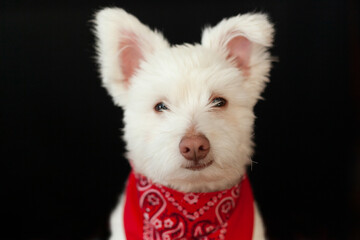 White Fluffy Dog with Red Bandanna