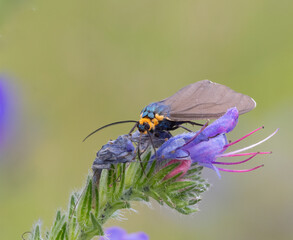 Macro of a Virginia Ctenucha Moth on a Viper's Bugloss blossom in summer in Algonquin Park Ontario