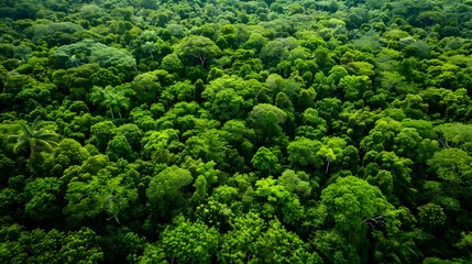 Aerial View of Lush Rainforest Canopy