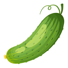 Green cucumber. Image of a ripe green cucumber. Green vegetarian product. Vector illustration isolated on a white background