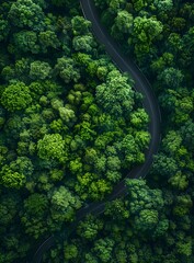 Aerial View Winding Road Through Forest