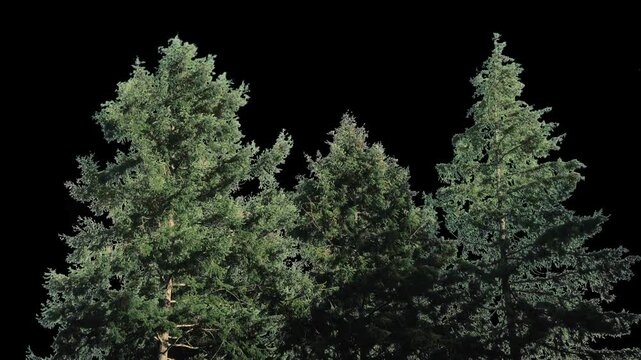 Trees In The Wind Cut-Out With Alpha Channel
