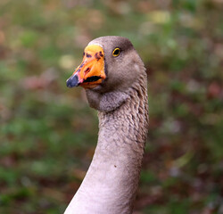 The African Goose in wild, is a breed of goose. The African goose breed most likely originated in China, despite the name.