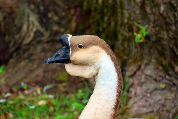 The African Goose in wild, is a breed of goose. The African goose breed most likely originated in China, despite the name.