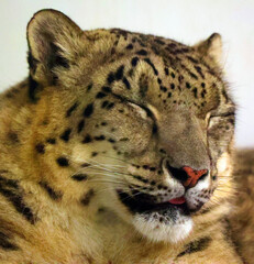 The snow leopard is a large cat native to the mountain ranges of Central and South Asia. It is listed as endangered on the IUCN Red List of Threatened Species