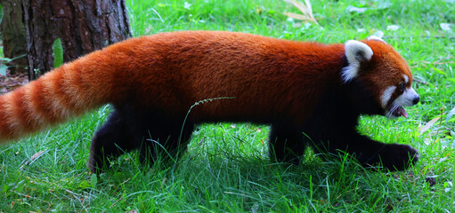 Fototapeta premium The red panda (Ailurus fulgens), also called lesser panda and red cat-bear, is a small arboreal mammal native to the eastern Himalayas and south-western China.