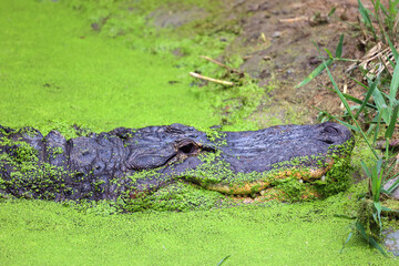 Naklejka premium An alligator is a crocodilian in the genus Alligator of the family Alligatoridae. The two living species are the American alligator and the Chinese alligator.