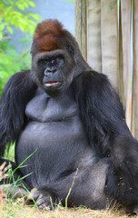 Gorillas are ground-dwelling, predominantly herbivorous apes that inhabit the forests of central Africa. The DNA of gorillas is highly similar to that of humans, from 95–99% 