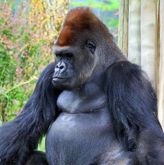 Gorillas are ground-dwelling, predominantly herbivorous apes that inhabit the forests of central Africa. The DNA of gorillas is highly similar to that of humans, from 95–99% 