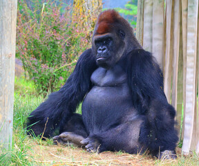 Gorillas are ground-dwelling, predominantly herbivorous apes that inhabit the forests of central Africa. The DNA of gorillas is highly similar to that of humans, from 95–99% 