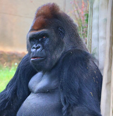 Obraz premium Gorillas are ground-dwelling, predominantly herbivorous apes that inhabit the forests of central Africa. The DNA of gorillas is highly similar to that of humans, from 95–99% 