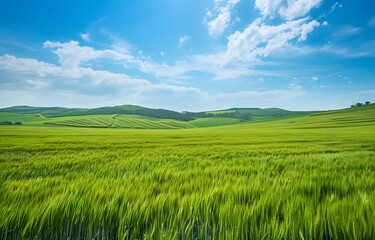 Fototapeta premium Green Wheat Field Landscape Under Blue Sky