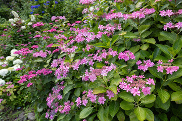 Beautiful hydrangea dance party flowers blooming in early summer garden.