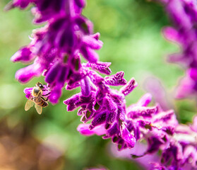 close up of a lavender flower