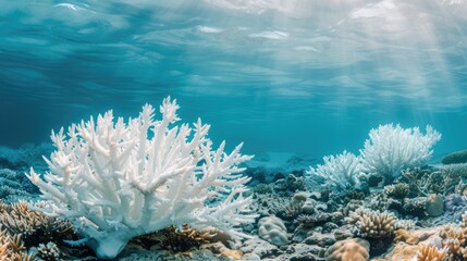 A coral reef suffering from bleaching, with pale, lifeless corals under clear blue water, depicting the impact of global warming on marine ecosystems and the climate crisis.