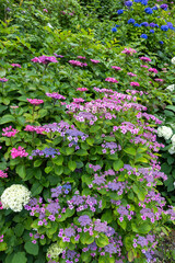 Beautiful purple lacecap hydrangea flowers blooming in early summer at Shimoda Park in Izu.
