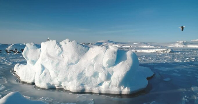 Seagull sit on ice floe in frozen ocean. Polar beauty winter landscape. Snow covered arctic panorama. Icebergs coast under blue sky. Antarctica travel and wildlife exploration. Discover South Pole