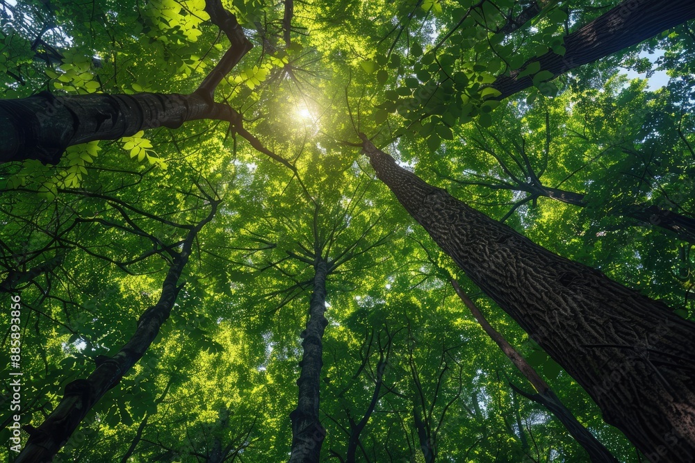 Poster a tree with a large trunk and many branches. the leaves are green and the sun is shining through the