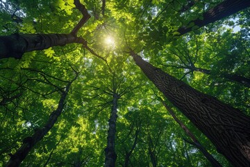 Fototapeta premium A tree with a large trunk and many branches. The leaves are green and the sun is shining through the trees