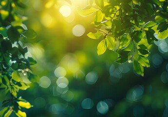 Abstract Green Bokeh Nature Background