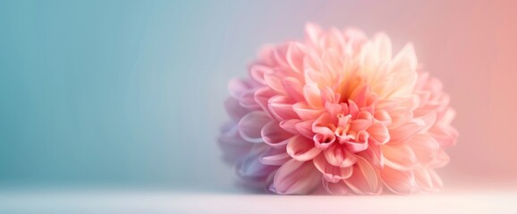 Fototapeta premium Colorful flower-inspired abstract background, natural lighting, generous copy space