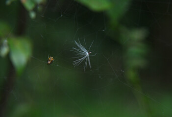 Dandelion Blowing Away, Beautiful dandelion blowing away green background 