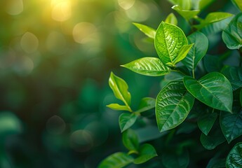 Close Up Green Leaf In Blurred Garden Background