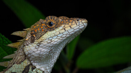 The Anaimalai spiny lizard or Anaimalais salea is a species of agamid lizard endemic to the southern Western Ghats,