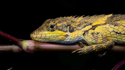The Anaimalai spiny lizard or Anaimalais salea is a species of agamid lizard endemic to the southern Western Ghats,