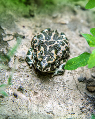 Toad in the wild. Close-up toad. A toad in the grass on the stones looks at the camera.